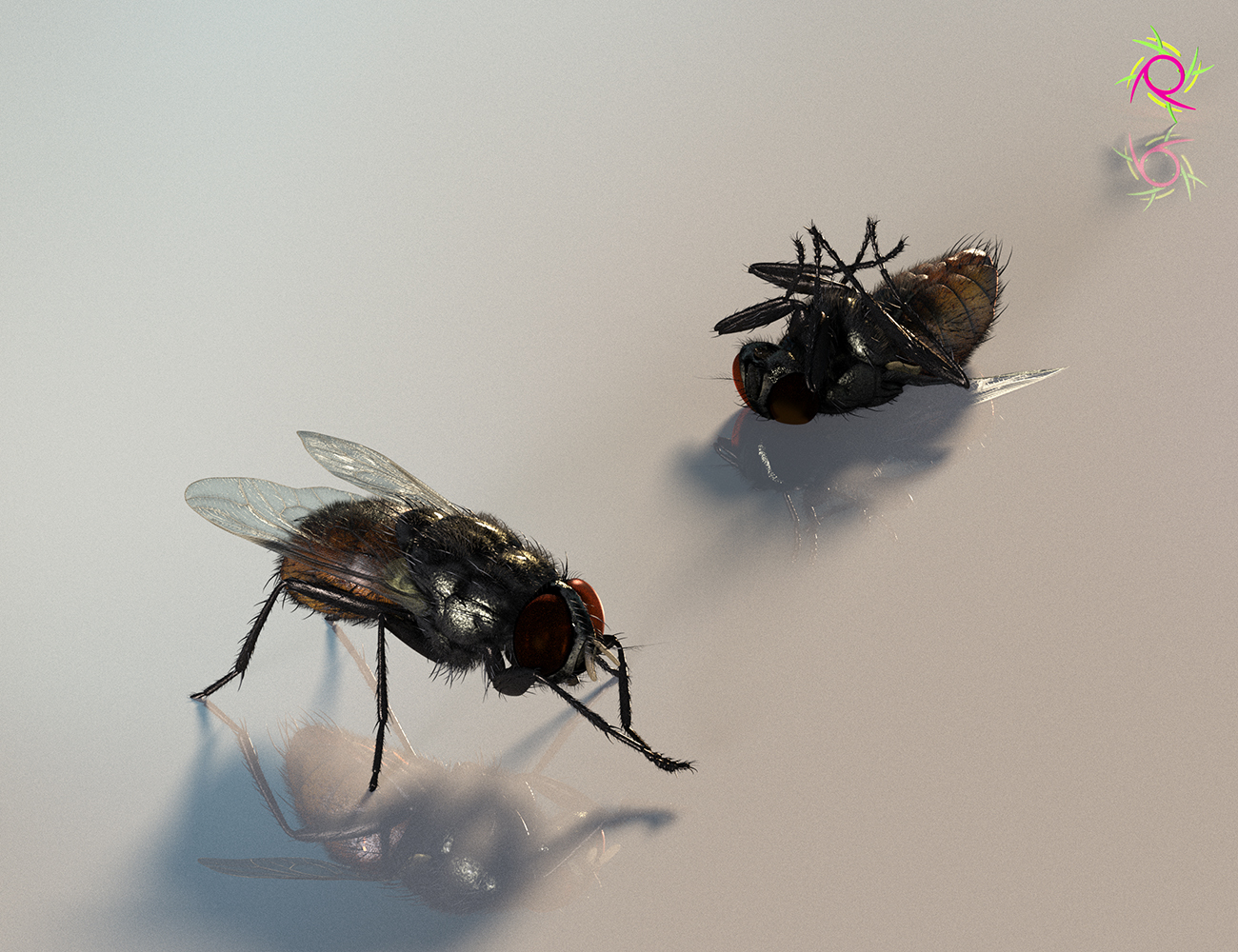 Fly Study