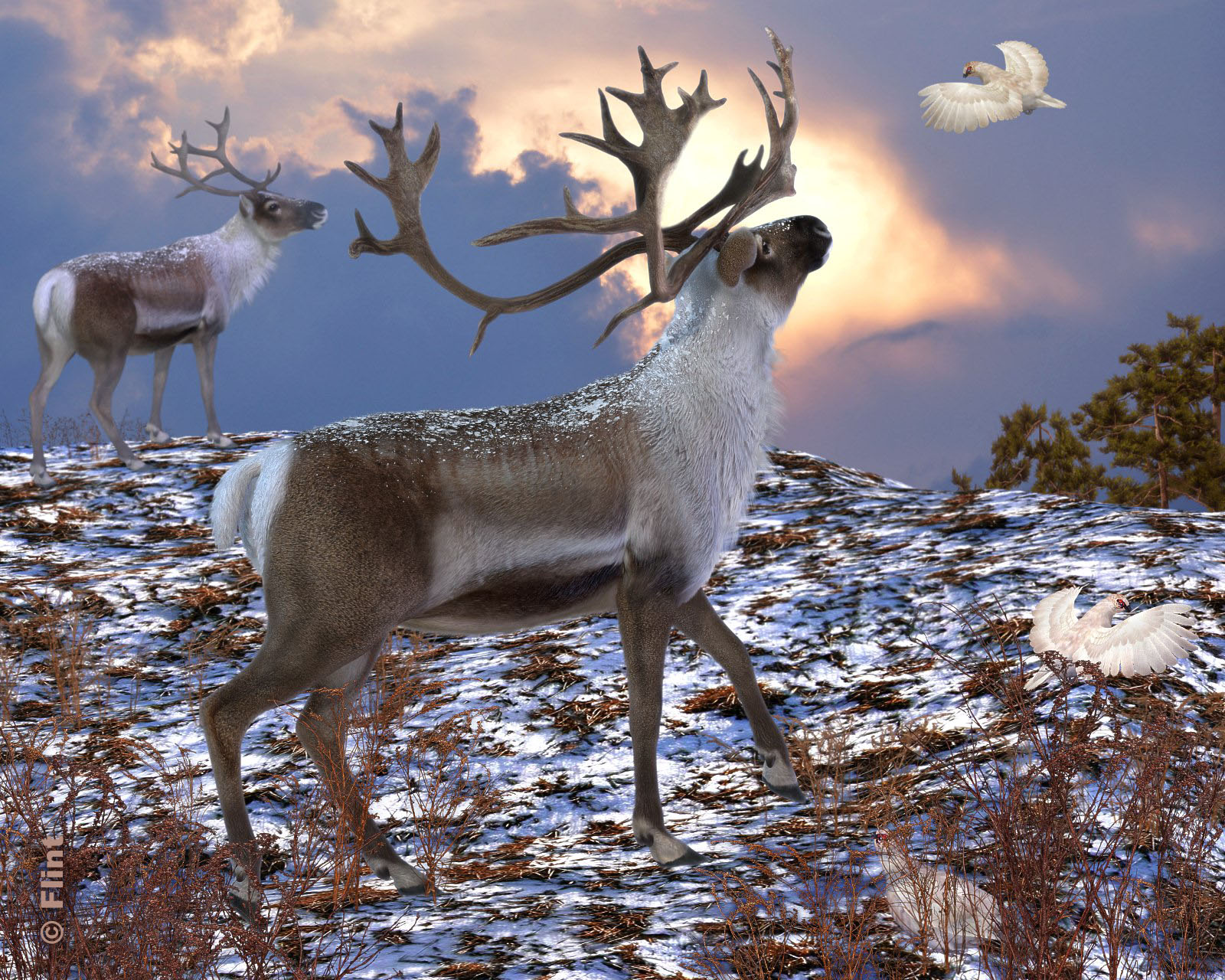 Frosty Morning.jpg