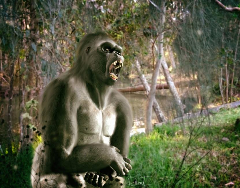Gorilla in my Backyard by Stezza