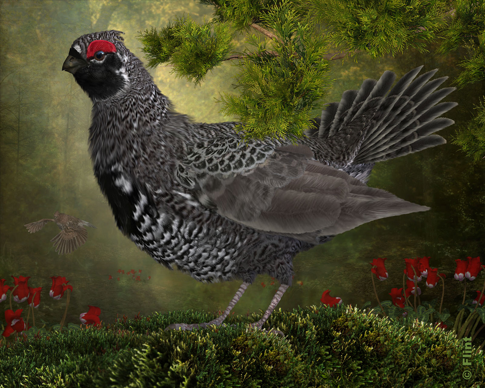 Grandeur of the Spruce Grouse.jpg