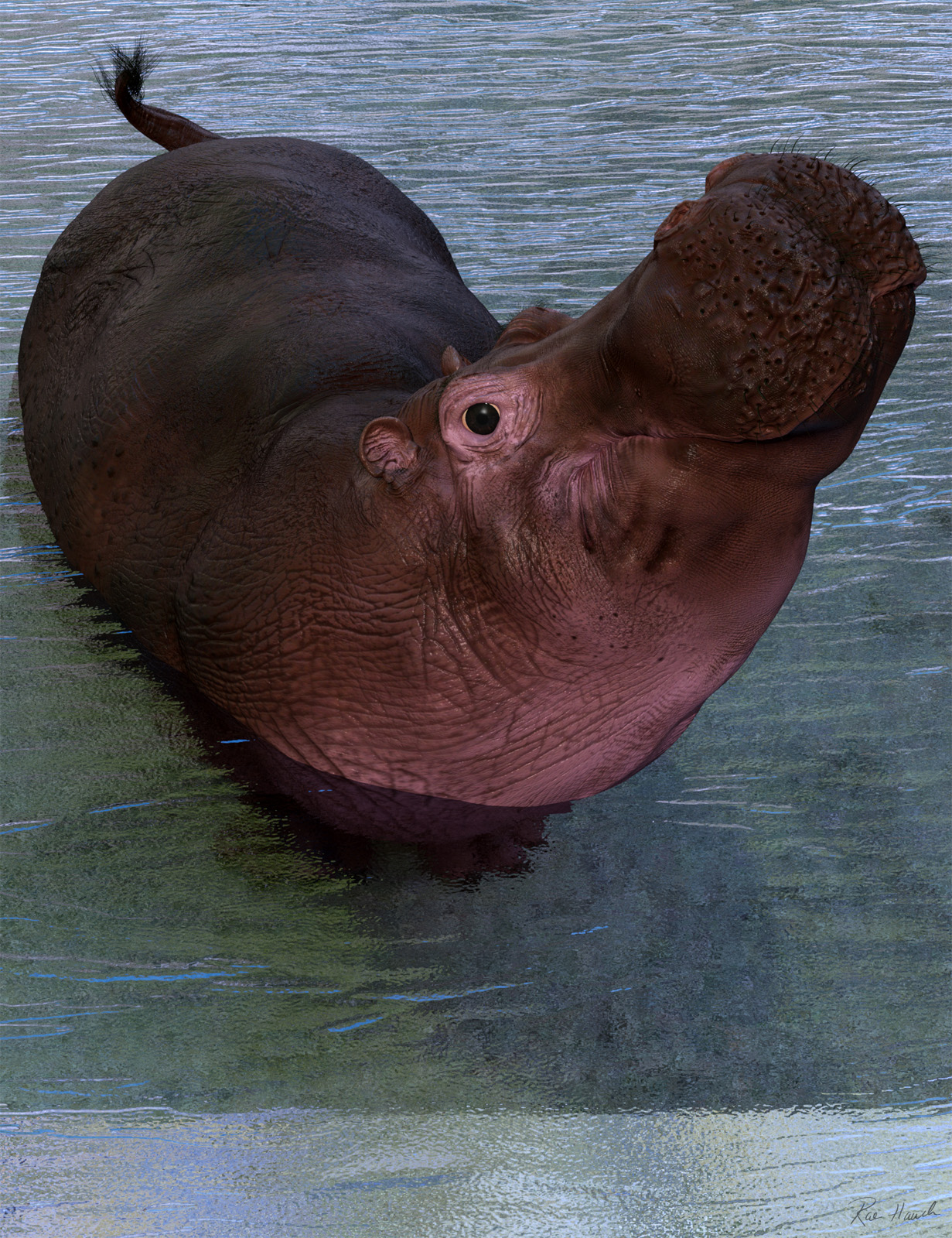 Hippo Heart
