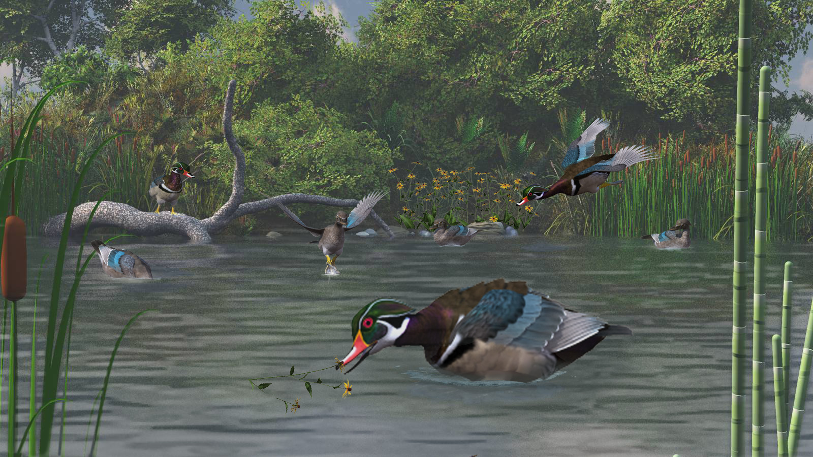 Honorable Mention - Wood Duck Haven by Cinadisilver