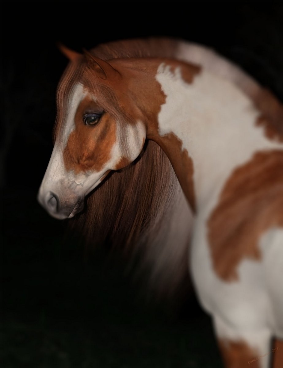 Horse Portrait By Carola