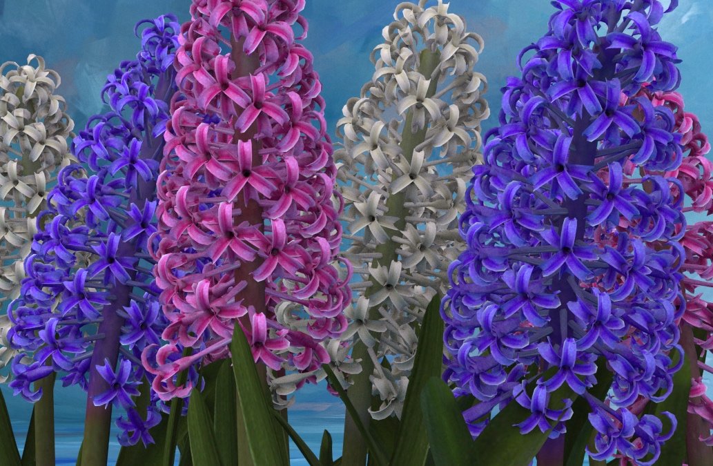 Hyacinth