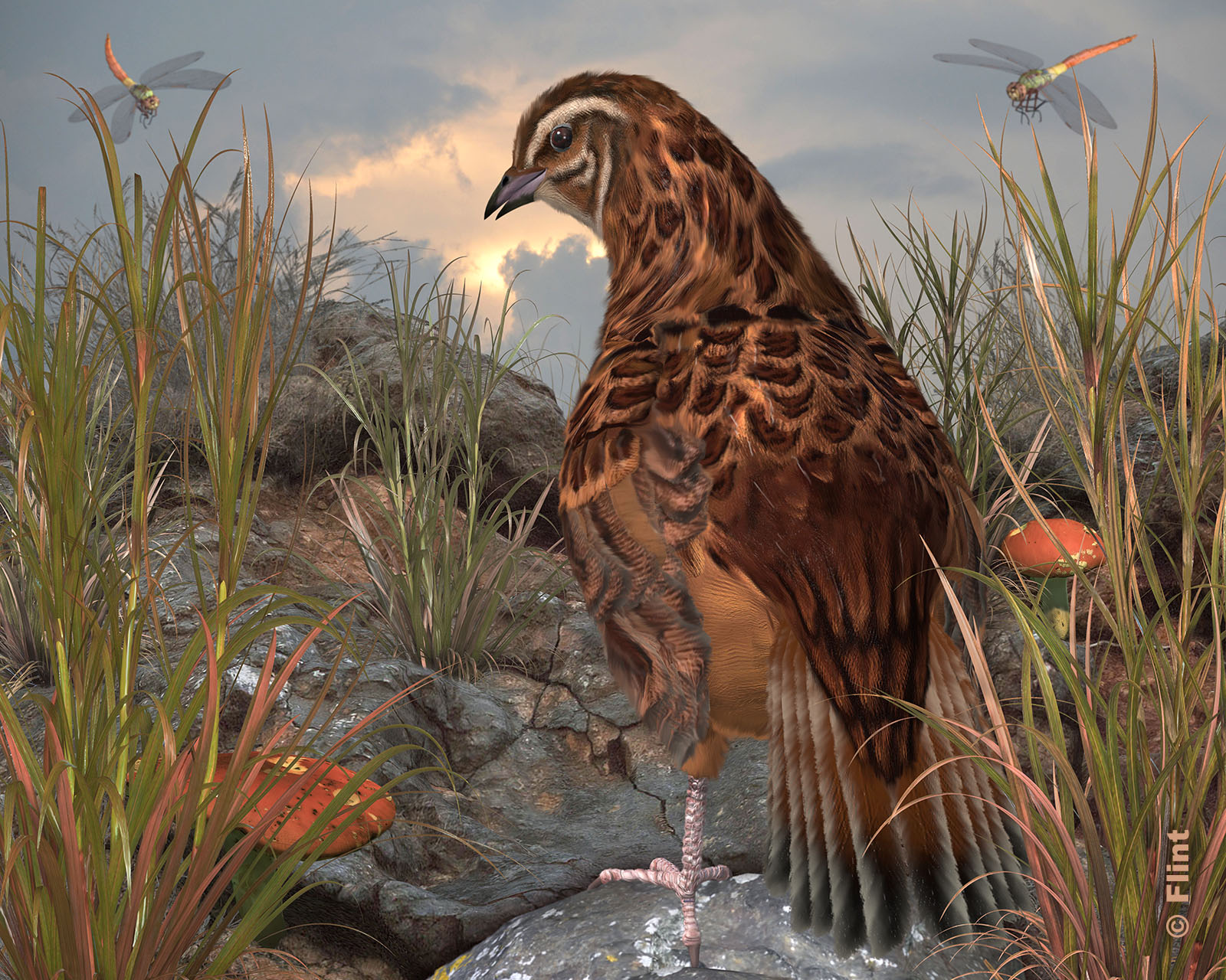 I Am Not A Quail.jpg