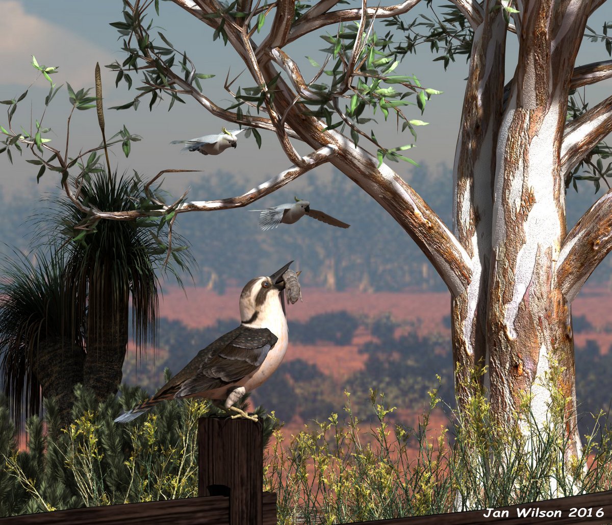 Kookaburra Meal By JanW