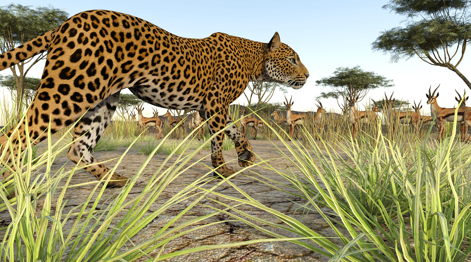 Leopard prowl