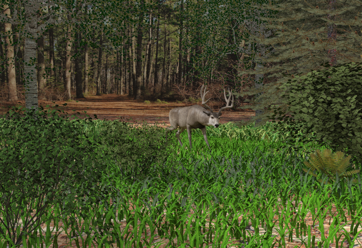 Mule Deer 01_01