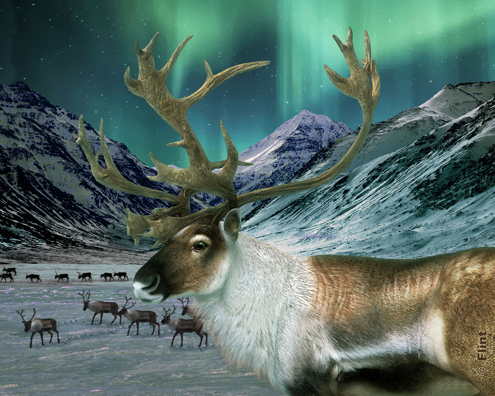 Night of the Caribou.jpg