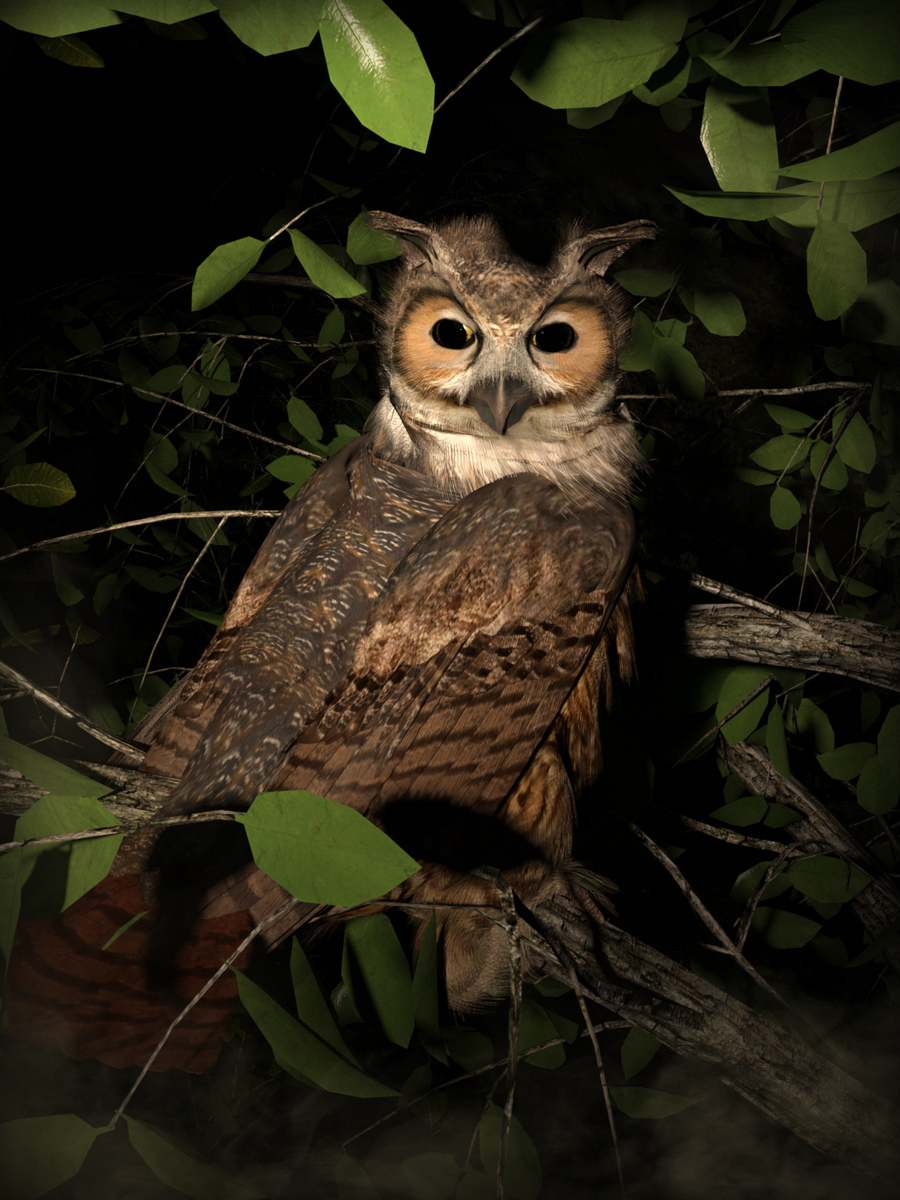 Night Owl by Luannemarie.jpg