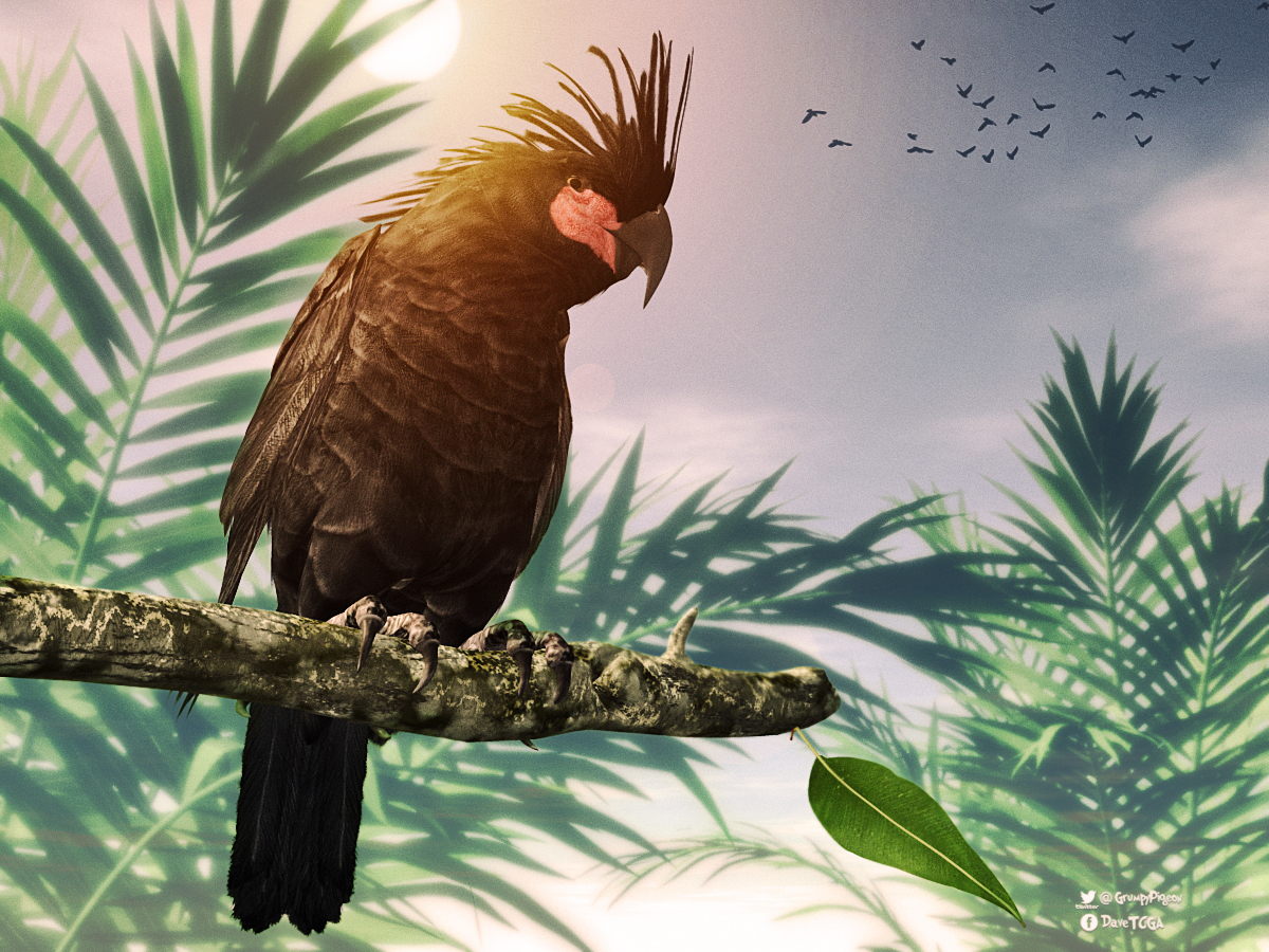 Palm Cockatoo by Stezza