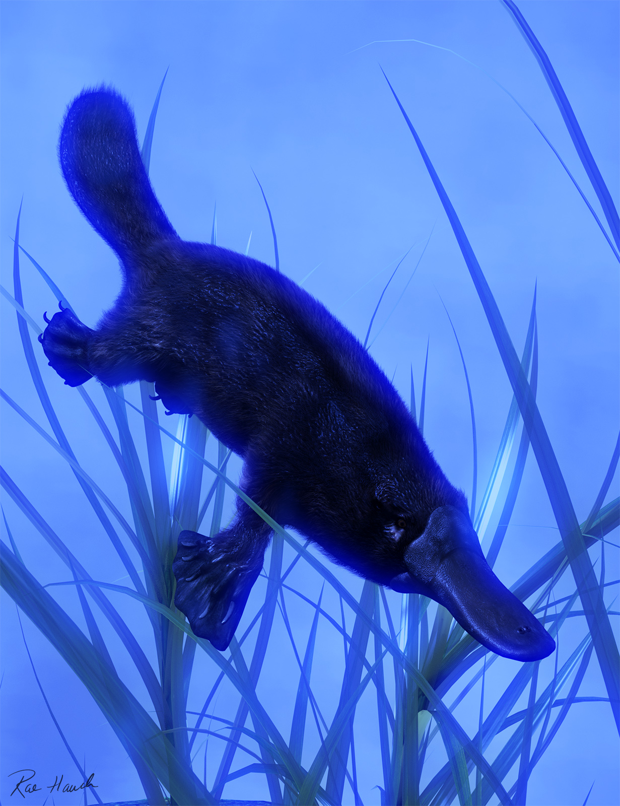 Platypus Dive