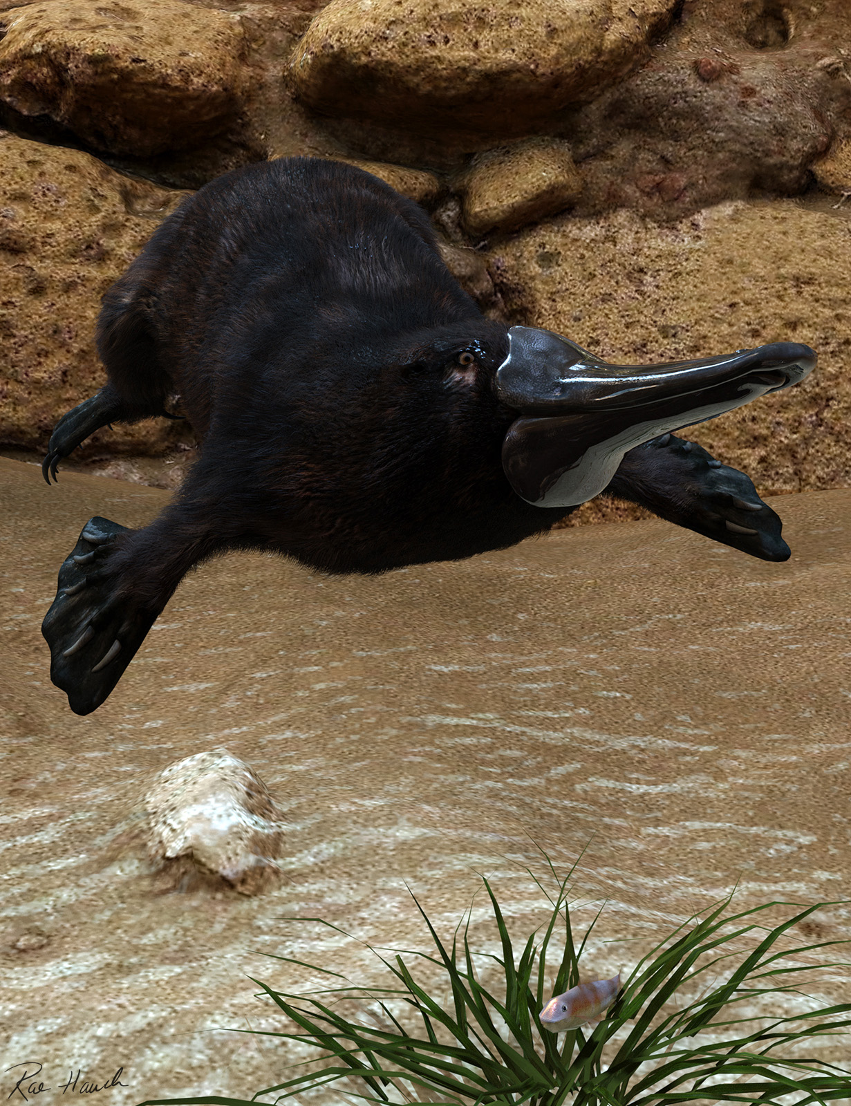 Platypus Fish