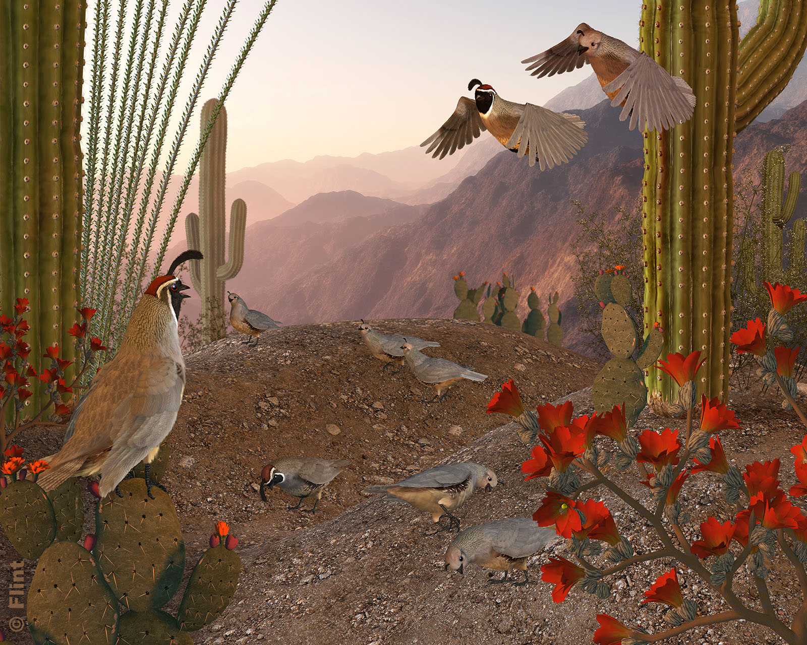 Saguaro Dawn.jpg