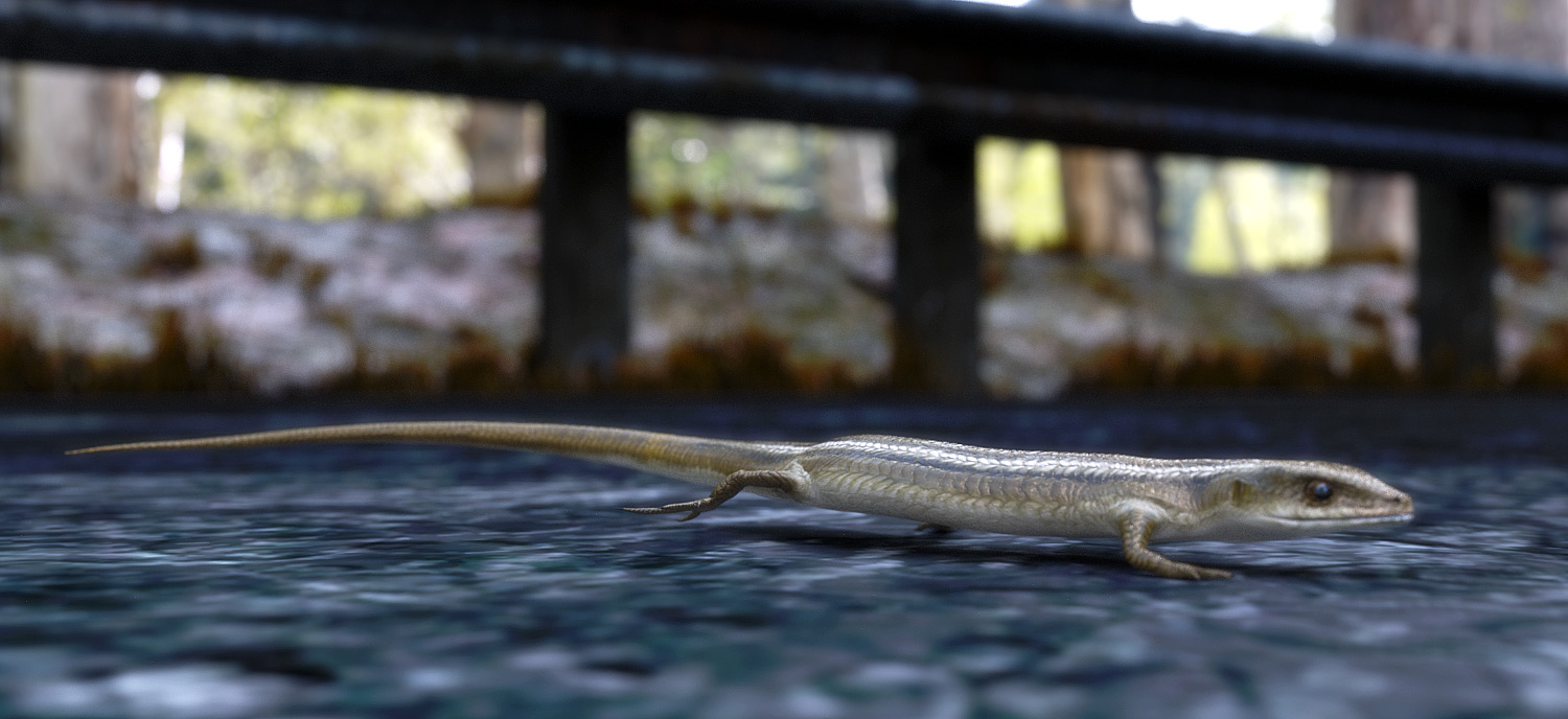 Skink