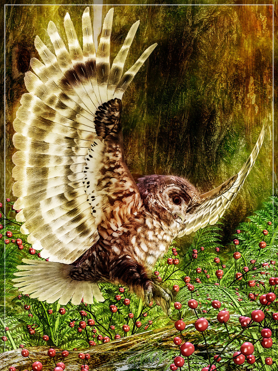 Spotted Owl By Satira Capriccio