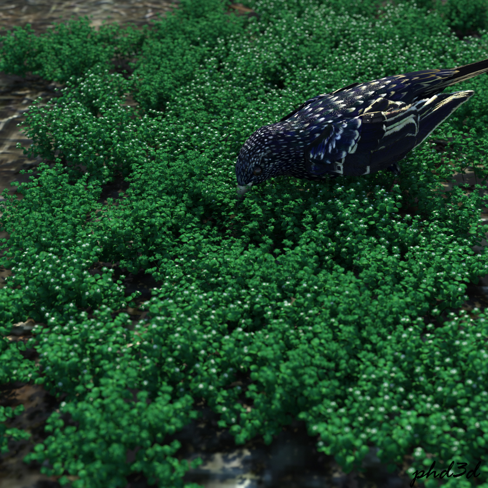 Starling On Starweed