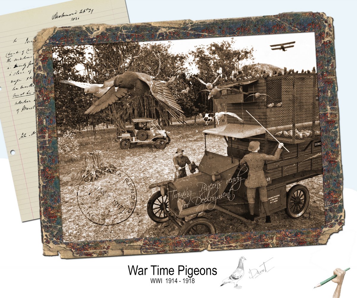 War Time Pigeons By Stezza