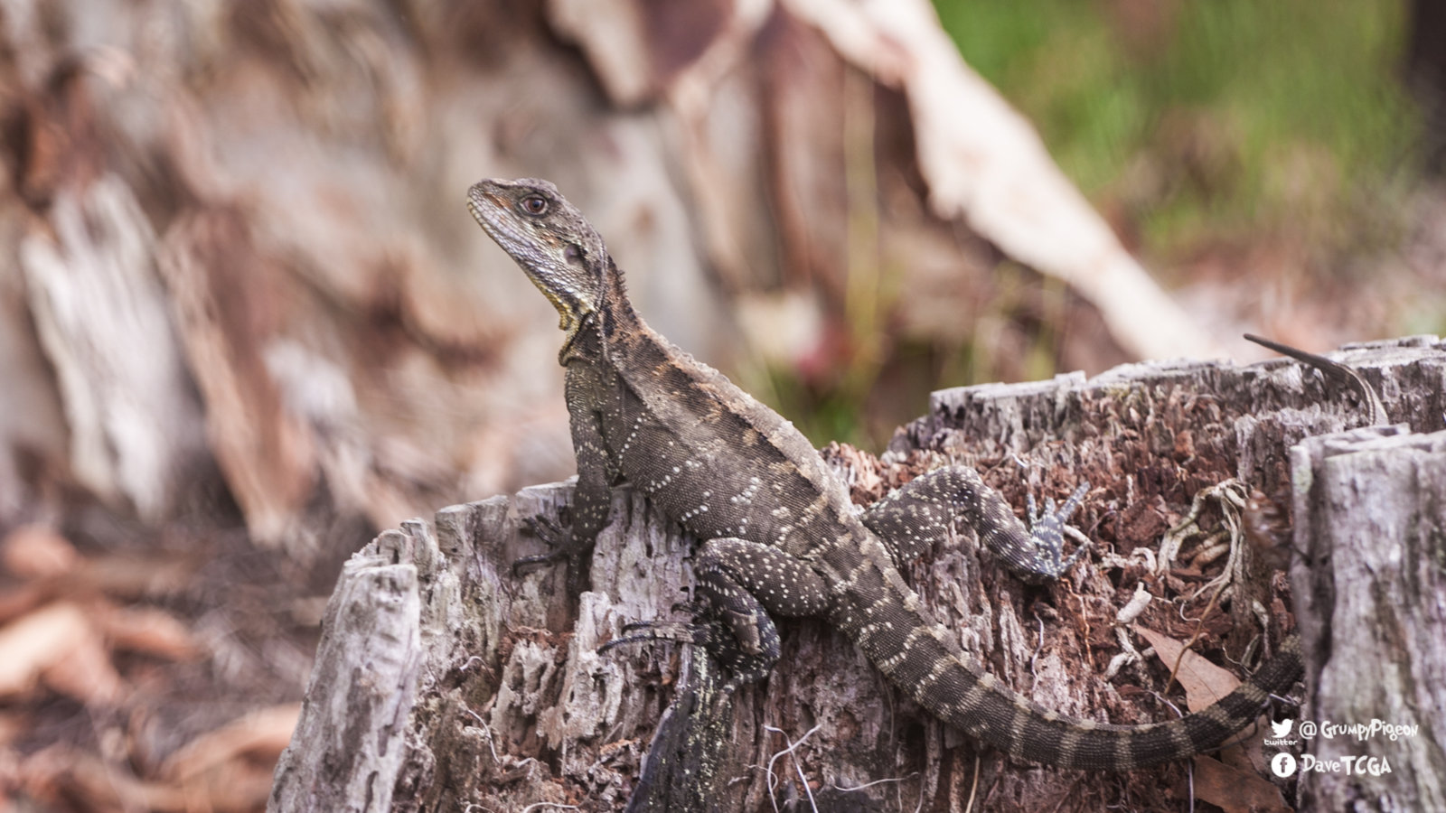 Water Dragon On Tree Stump