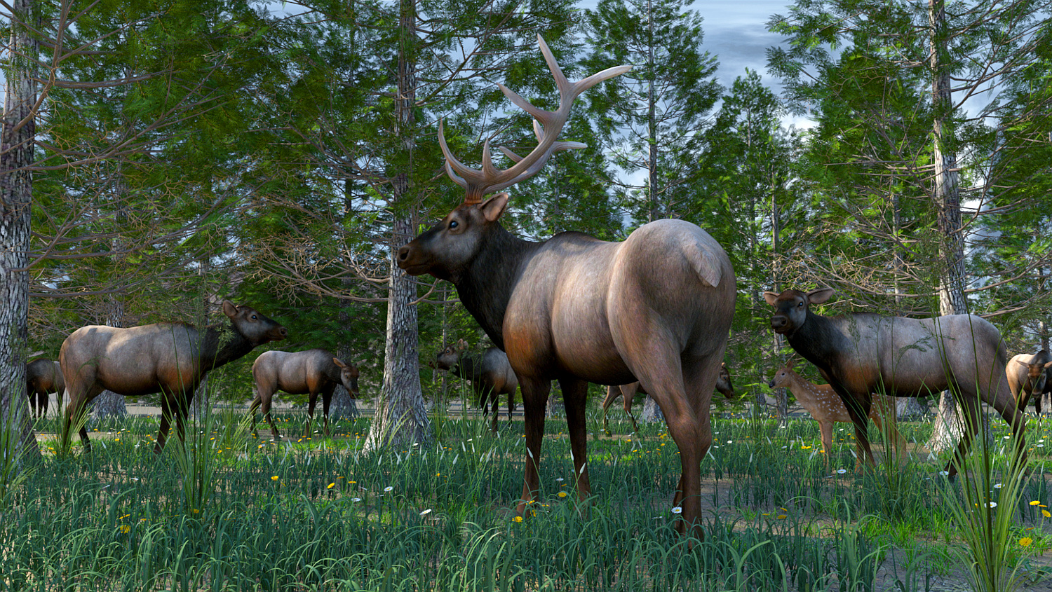 Woodland Elk