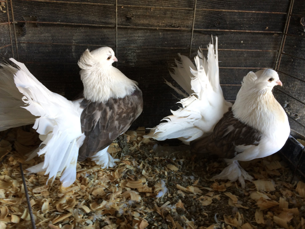 Blubber Archangel Pigeons