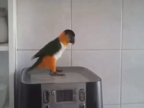 Yes Parrot Dance GIF - Yes Parrot Dance Funny Animals - Discover & Share  GIFs